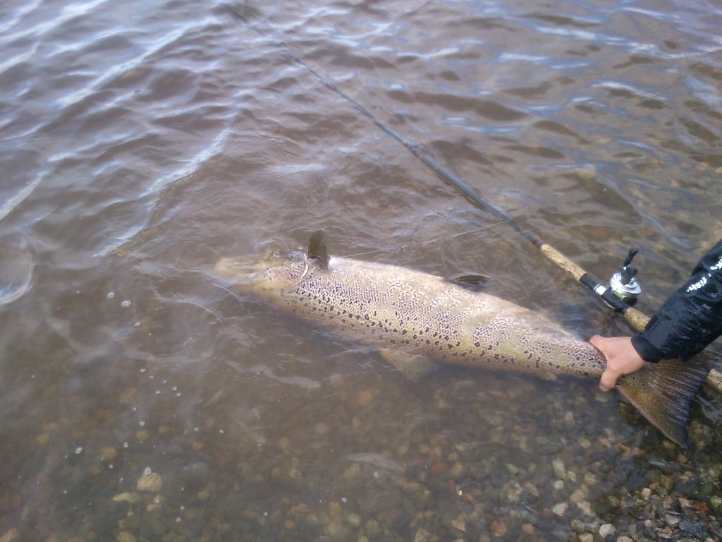 C&R 122cm