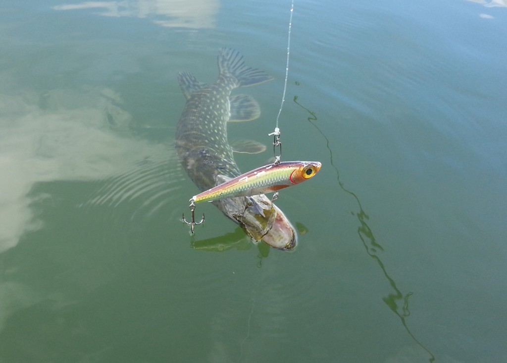 fiskeguide fiskeguidning www,fishguide.se 