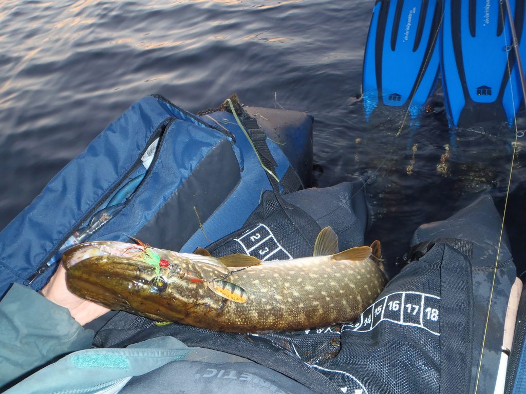 fiskeguide fiskeguidning www.fishguide.se
