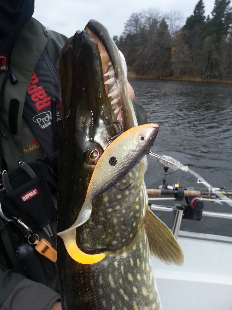 Fin gädda med www.fishguide.se