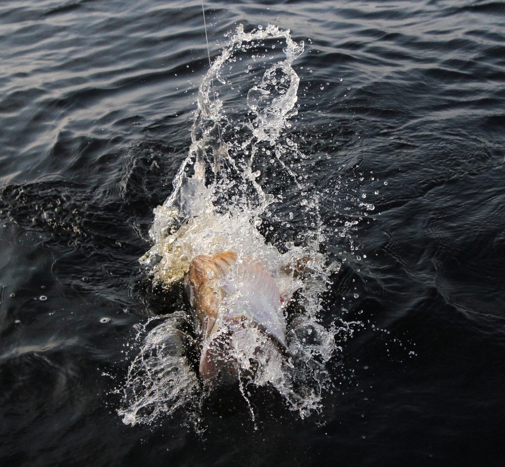 pike vatten