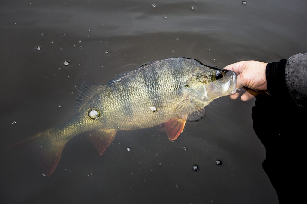 Stefan ''Källan'' Källström med nytt pb på abborre 1750 gram. Jurrasic Pearch 2015-11-01. Foto: Jonas Classon