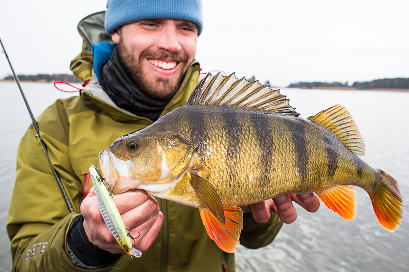 Abborre på Zodias och Rapala ShadowRap-1