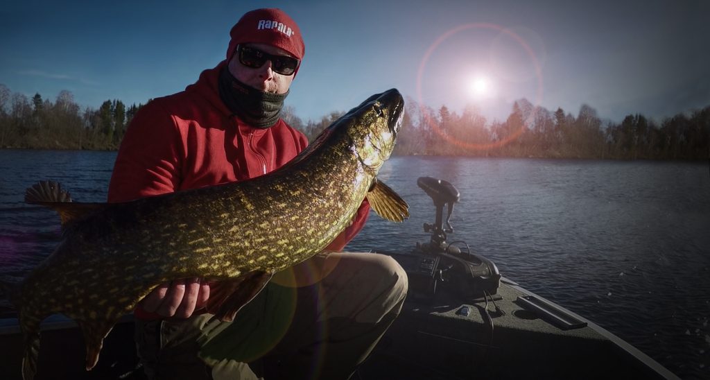 Dra ner tempot med temperaturen när du fiskar gädda